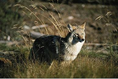 《惊奇队长2》时长仅105分钟 漫威史上最短电影